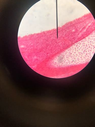 Connective Tissues Lab Practical Exam Flashcards Quizlet