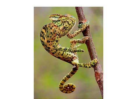 indian chameleon   art  disappearing roundglass sustain