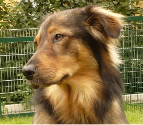 Malu Kroatischer Hütehund Berner Sennenhund Collie Leonberger