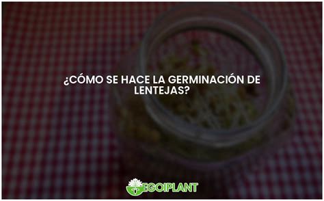 Guía práctica para la germinación de lentejas paso a paso EGOIPLANT