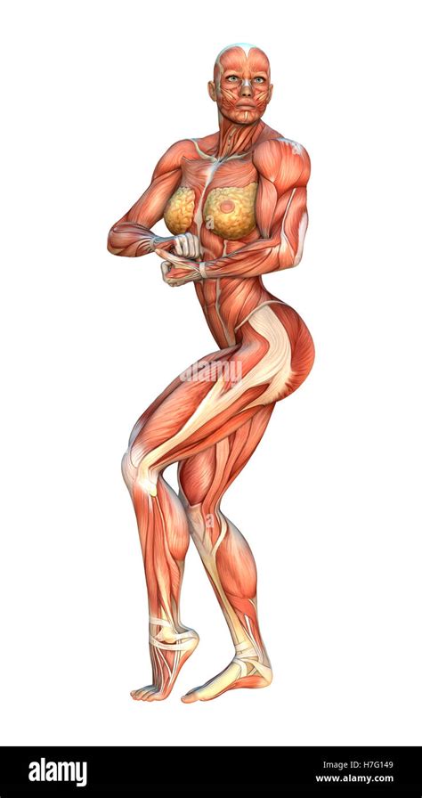 3D Rendering Of A Female Figure With Muscle Maps Isolated On White