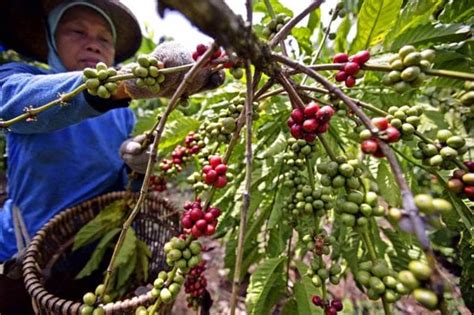 6 Oleh Oleh Khas Manokwari Yang Menarik Hati