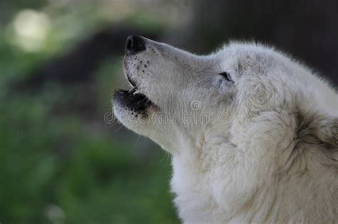 Side View Of Arctic White Wolf Howling Stock Photo - Image: 42526205