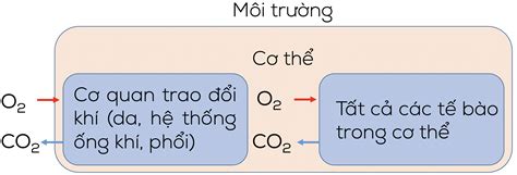 Lý thuyết Bài 28 Trao đổi khí ở sinh vật Khoa học tự nhiên 7 Hoc24