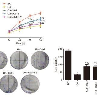 Mir A Regulates The Proliferation Of Cartilage Cells By Regulating