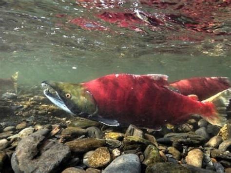 Record Salmon Migration Faces Challenge from Hot Water Temperatures