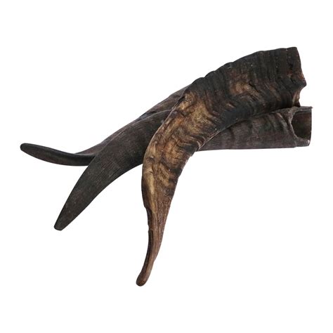 Goat Horn 4 Sizes S M L Xl Pawfect Treats