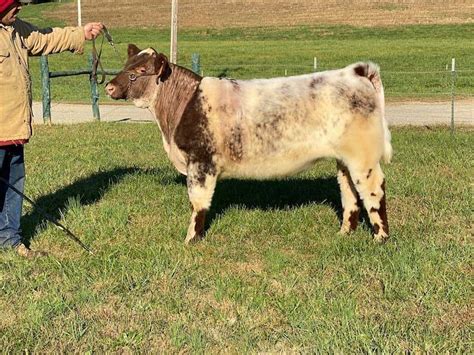 Shorthorn Plus Show Cattle