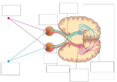 210 Visual Field Diagram Quizlet