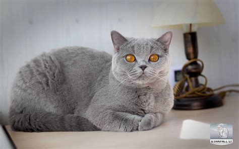 pregnancy duration in cats 2