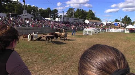 Border Collie Sheep Herding Demonstration 2013 Deerfield Fair 2 Youtube