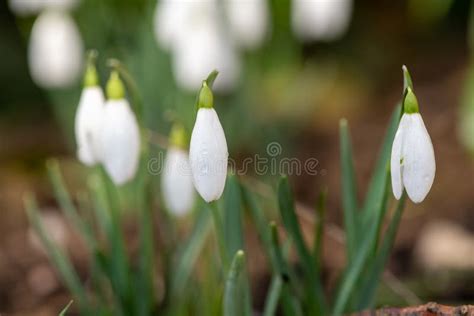 Common Snowdrops Galanthus Nivalis Stock Image Image Of Nivalis