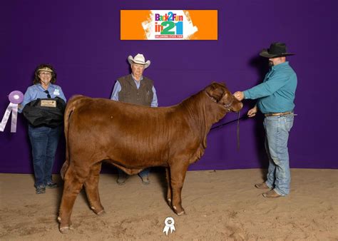 Brangus Champions | GKB Cattle - Herefords, Angus, Brangus & Brahman Cattle