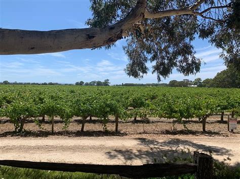 Lake Breeze Wines Langhorne Creek Updated 2020 All You Need To Know