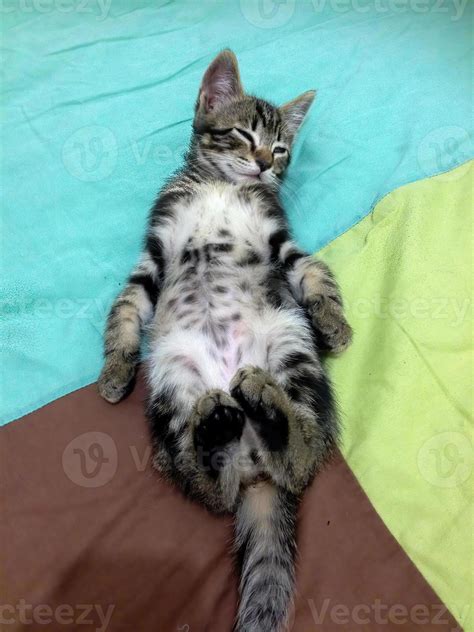 A Small Striped Cute Kitten Lying On Its Back On A Bed Stock