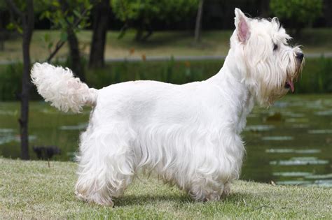 Meet The West Highland White Terrier