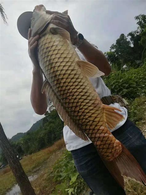 最大單尾18斤，成都釣友升鍾湖三天釣獲70斤魚，不過總體漁情偏差 每日頭條