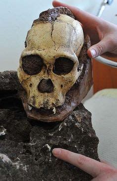 16 Australopithecus sediba ideas | human evolution, hominid, early humans