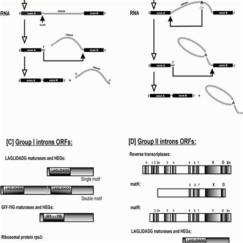 Schematic Representation Of Splicing Of Group I And Group Ii Introns A Download Scientific