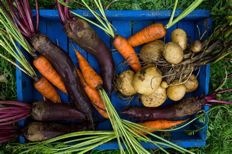 grow root crops   organic garden natures path