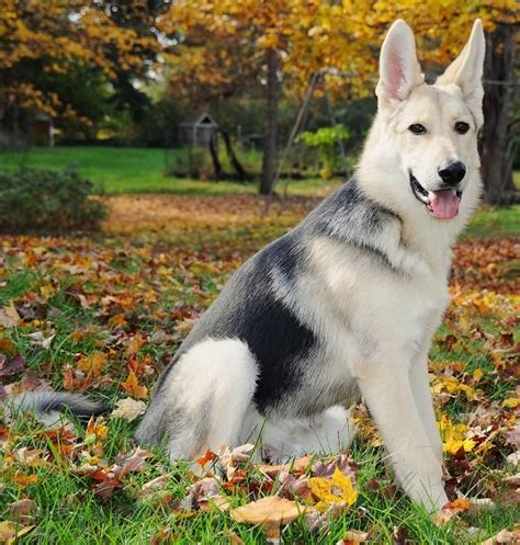 German Shepherd colors German Shepherd Colors, Silver German Shepherd, Sable German Shepherd ...