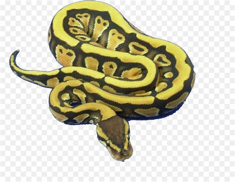 clipart python   cliparts  images  clipground