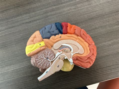 The Brain Diagram Quizlet