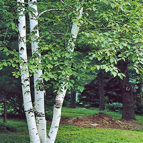 BETULA Utilis Var Jacquemontii Doorenbos CTR 20L