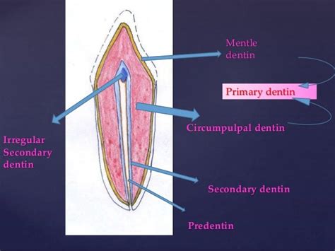 Dentin