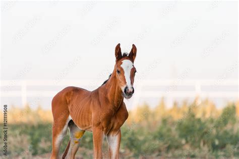 The little brown colt who two days old. Portrait of a baby horse on a light background in the ...