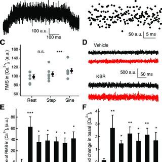 Blocking Ca Extrusion Increased The Amplitude Of Ca Signal In