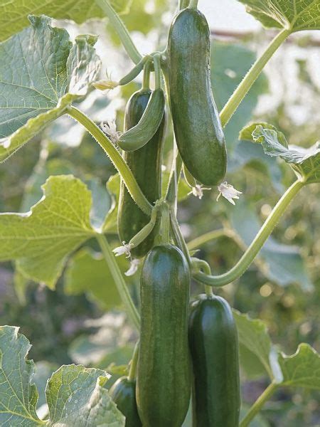 Concombre Mini Munch Cucumis Sativus Mini Munch Le Jardin Du