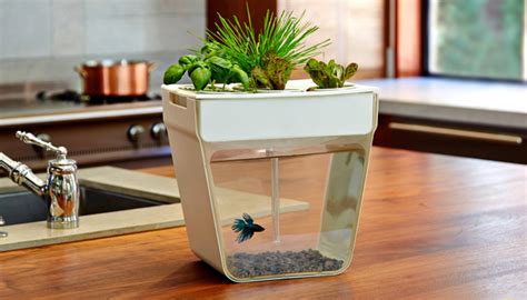 Self-Cleaning Fish Tank Grows Organic Plants