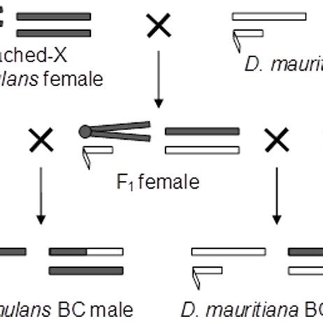 Crossing Scheme Used To Obtain Backcross Males This Diagram Represents