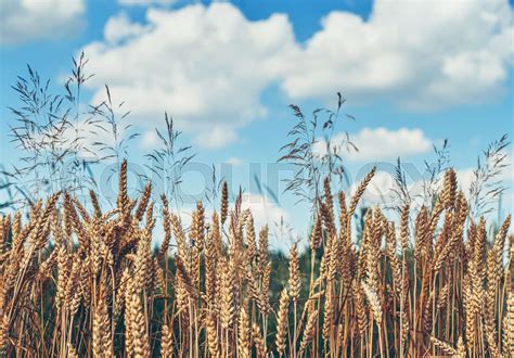 Wheat Field With Golden Spikelets Stock Image Colourbox