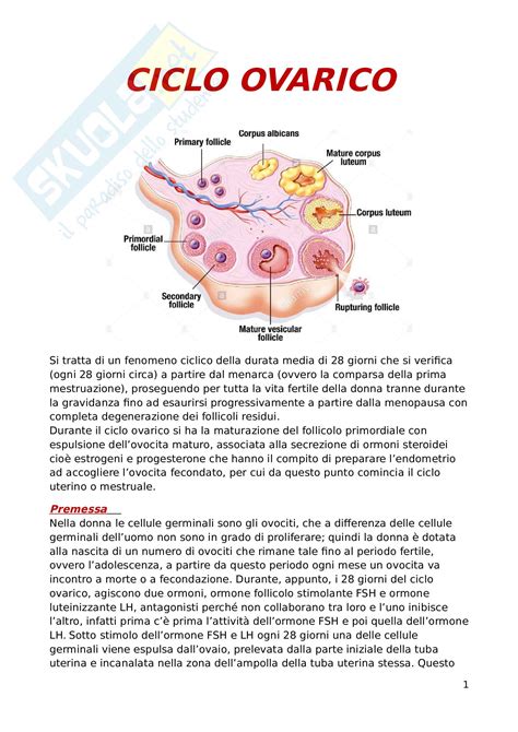 Ciclo Ovarico