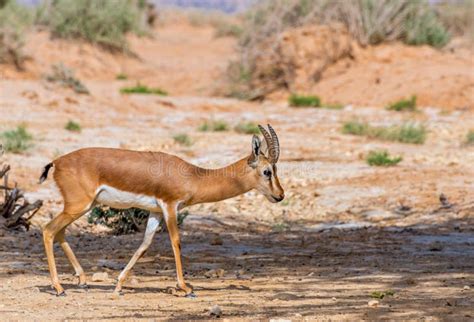 Dorcas Gazelle Hai Bar Israel Stock Image Image Of Middle Reserve