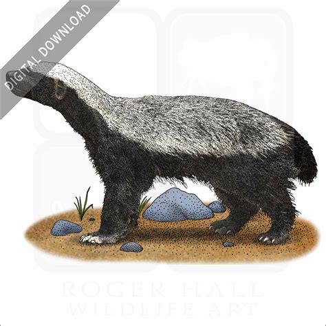 honey badger drawing 6