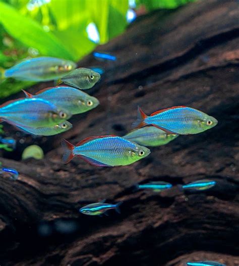 6 X Neon Blue Dwarf Rainbowfish Melanotaenia Praecox Rainbow Live Fish