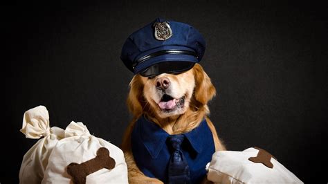 Police Dog Wallpapers - Top Free Police Dog Backgrounds - WallpaperAccess