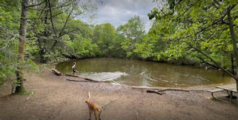 battle creek regional dog park top dog parks