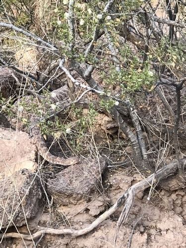 Southwestern Speckled Rattlesnake From Camelback East Village Phoenix