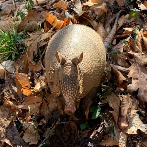 Meet One Of North Carolinas Newest Residents The Nine Banded Armadillo Wunc