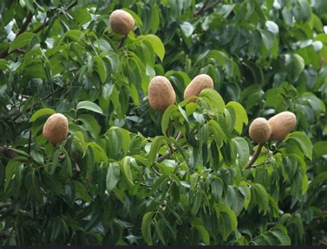 How To Grow Mahogany Ka Ped Growing Mahogany Tree