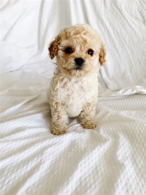 Teacup Maltipoo Puppy For Sale Iheartteacups