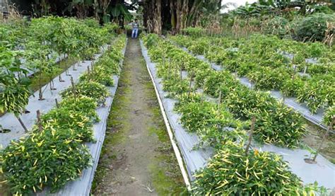 Budidaya Tanaman Cabai Dengan Teknologi Biota Biota Group