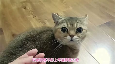 猫咪们把猫窝给拆了，两只胖公猫为抢破窝剑拔弩张，看谁先认怂 Youtube