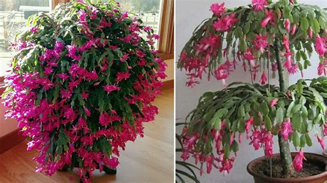 How To Grow A Bigger Christmas Cactus