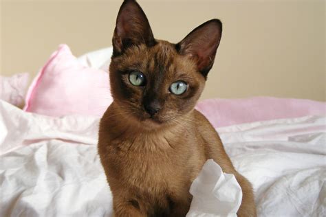 What Is A Tonkinese Cat History Personality Coat Colors And Lots More Tonkinese Kittens