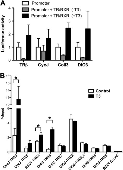 The Binding Of Trrxr Heterodimers To The Tres Identified In The Direct Download Scientific